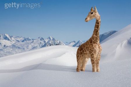 my newcomers... Giraffe-in-the-snow